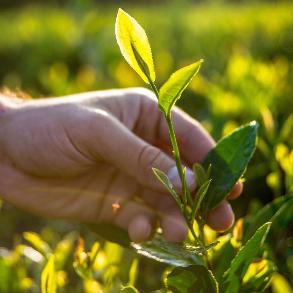 Charleston Tea Garden — 