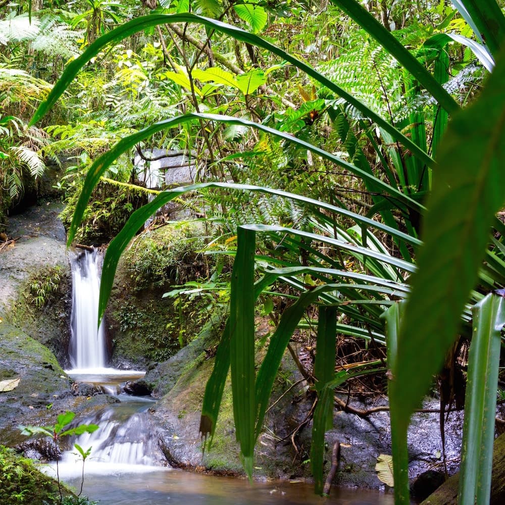 Colo-I-Suva Forest Park — 