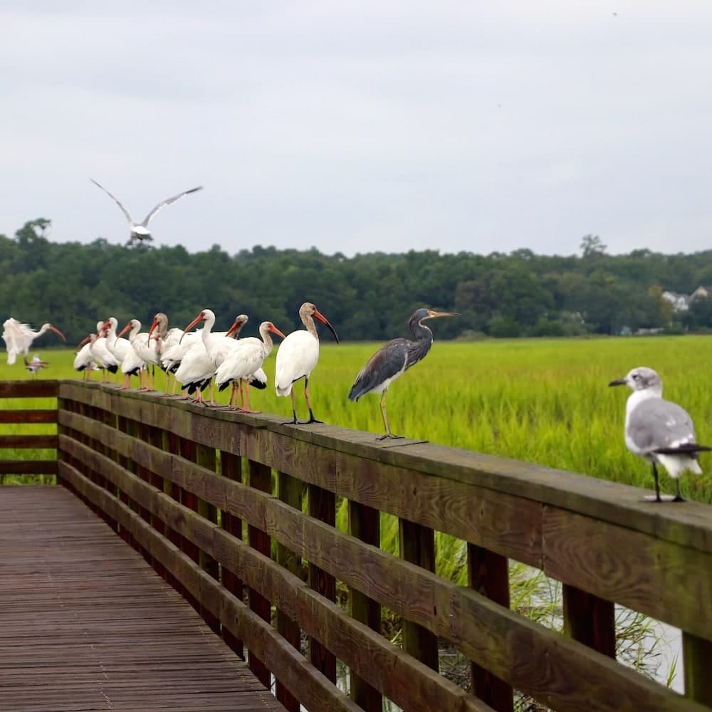 Huntington Beach State Park — South Carolina, United States, North America