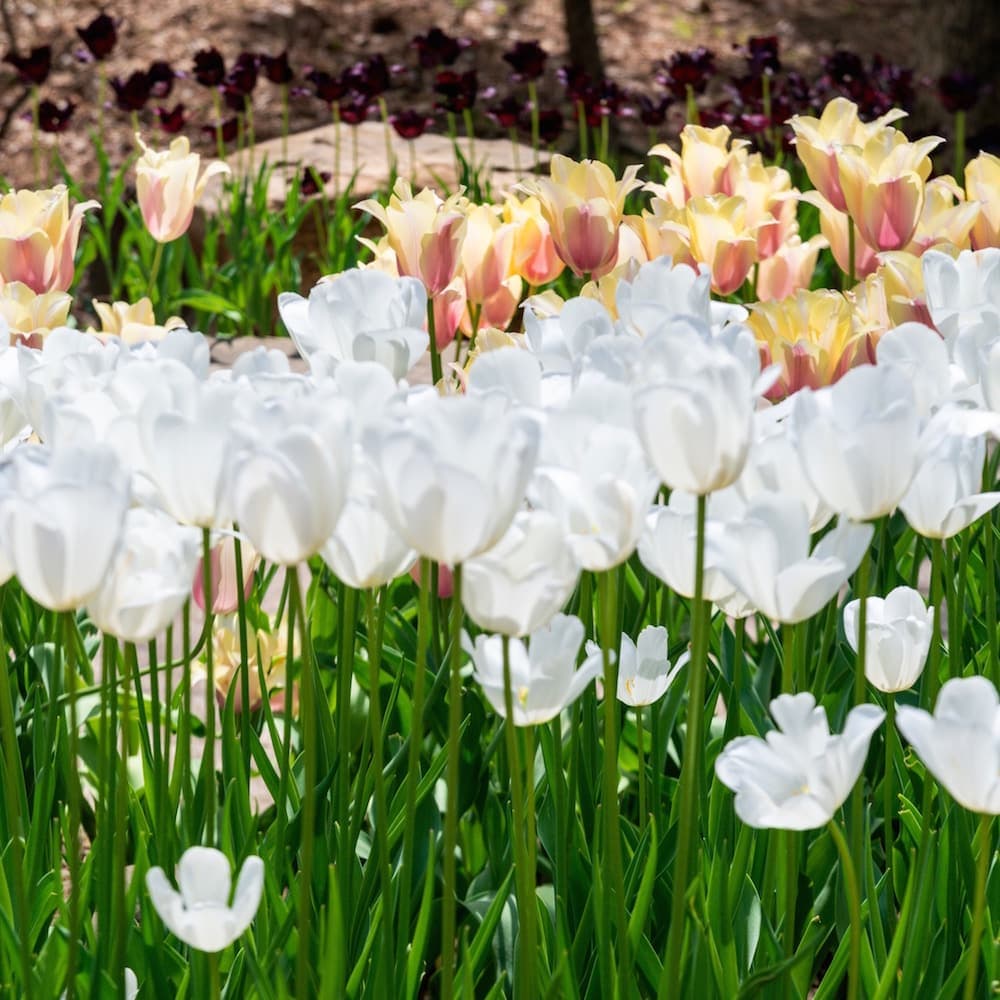 Garvan Woodland Gardens — 