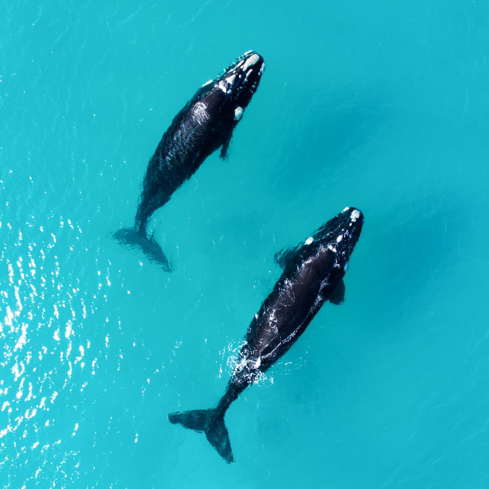 Esperance — Western Australia, Australia, Oceania