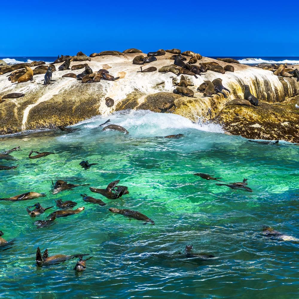 Duiker Island — South Africa, Africa