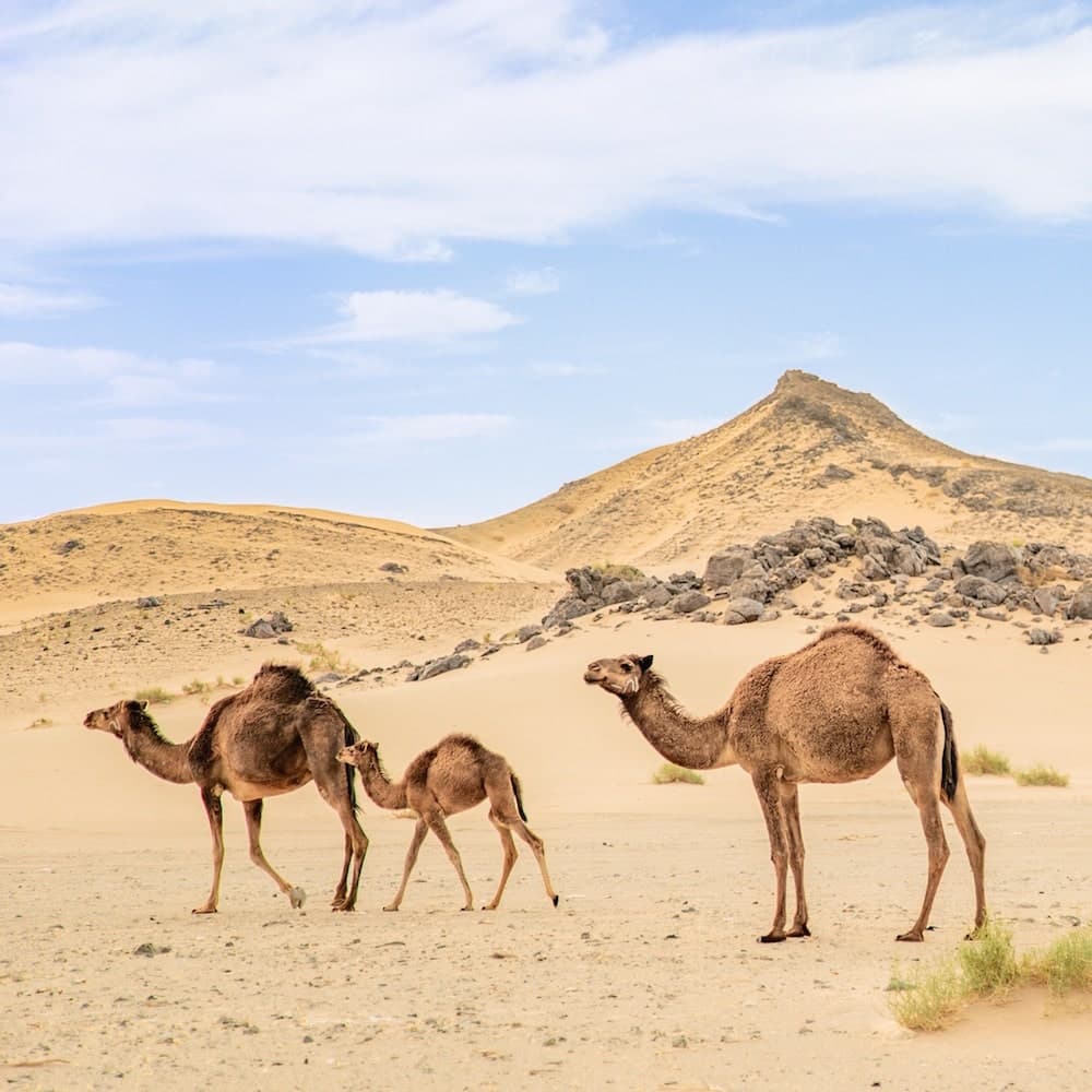 Al Nufud Al Kabir — 