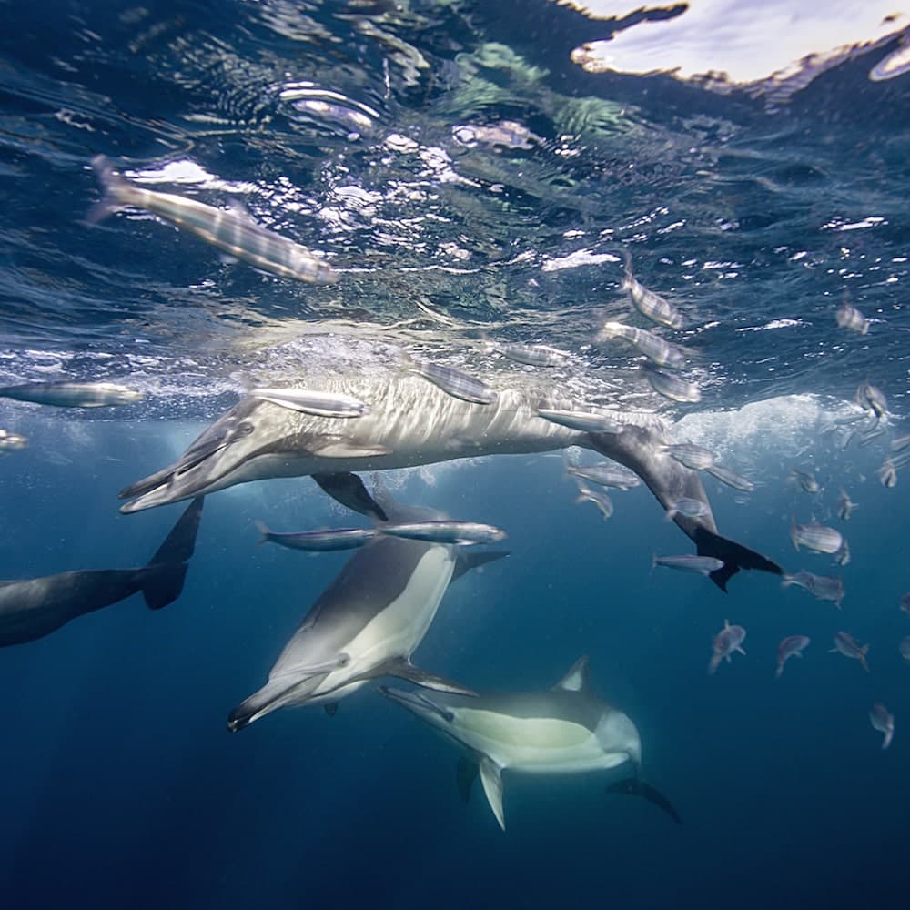 Cape Hermes — South Africa, Africa