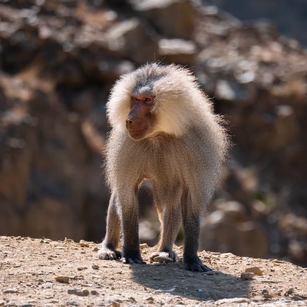 Asir Mountains — 
