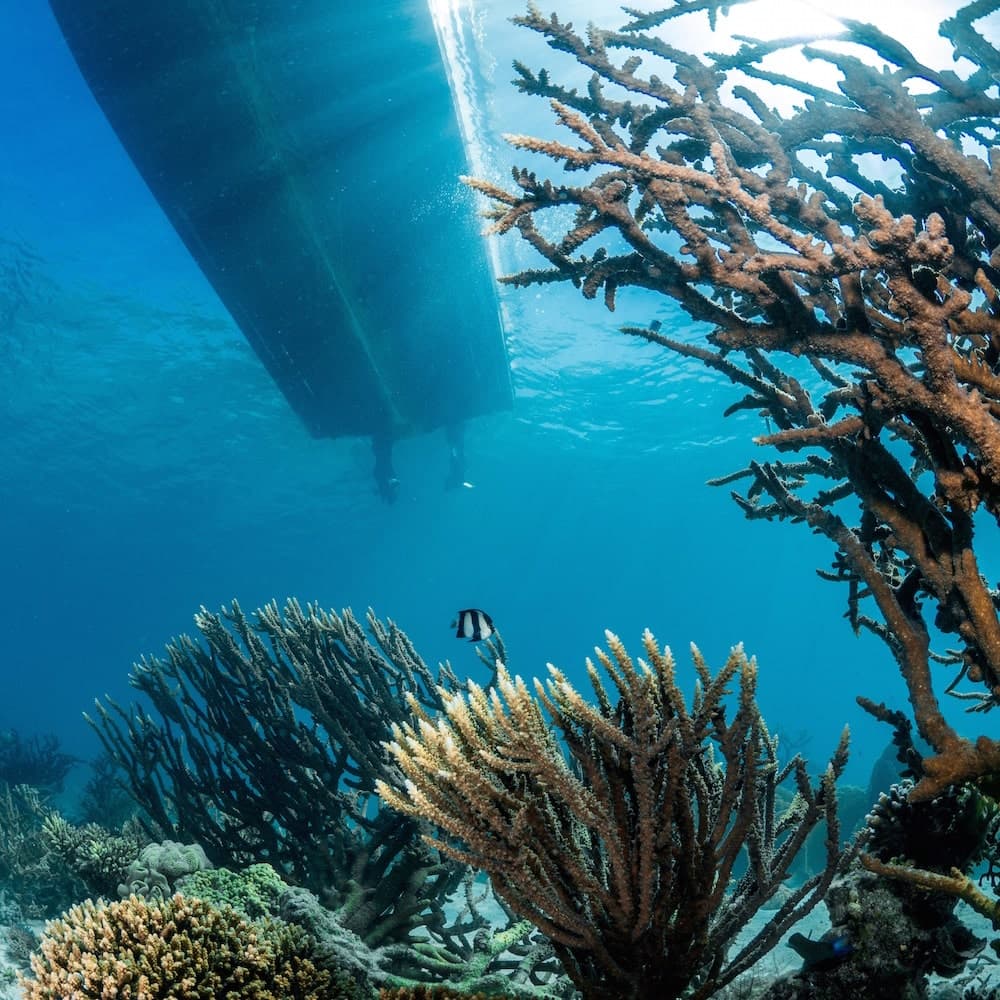 Desert Sea Divers — 