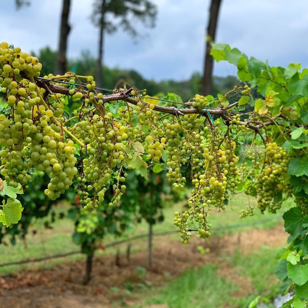 Landry Vineyards — 