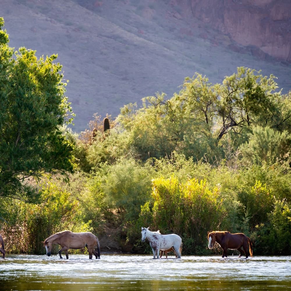 Lower Salt River — 