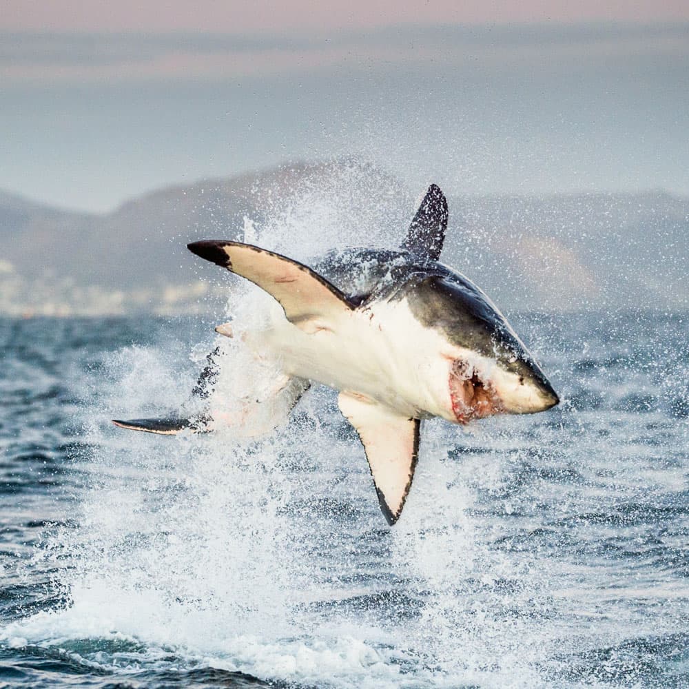 False Bay — South Africa, Africa