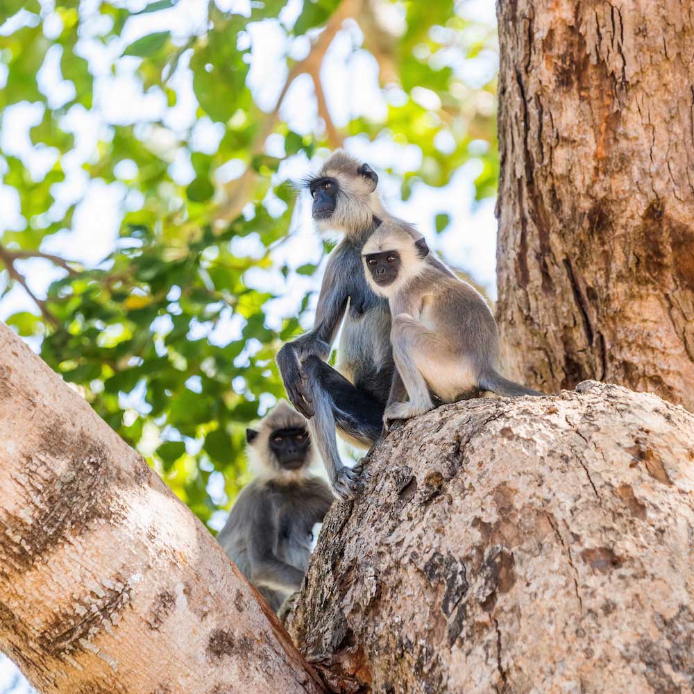 Udawalawe National Park — 