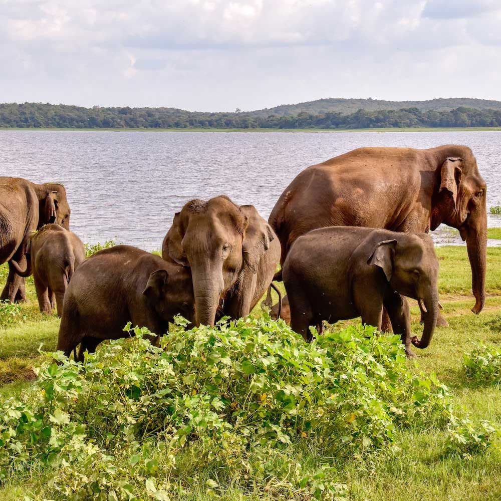Udawalawe National Park — 
