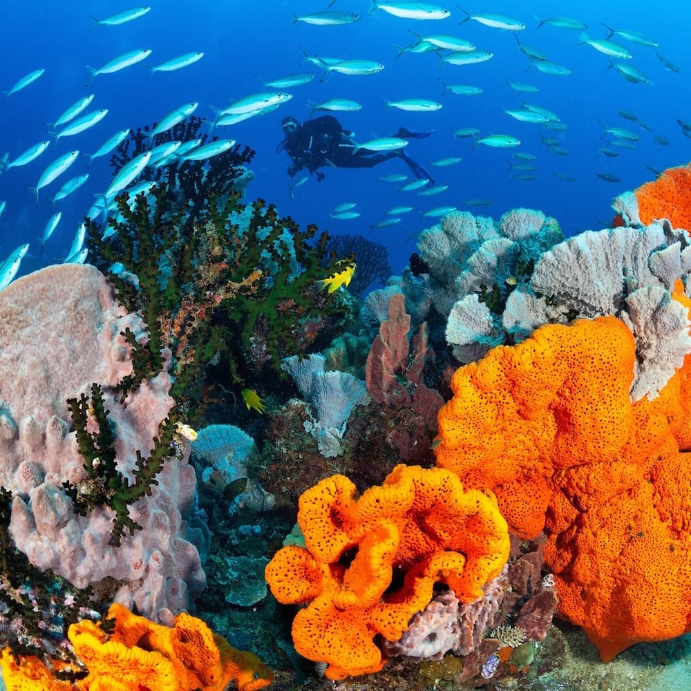 Anne Sophie's Reef — 