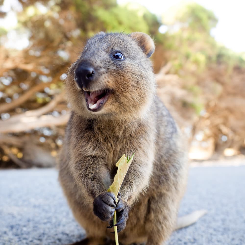 Rottnest Island — Western Australia, Australia, Oceania