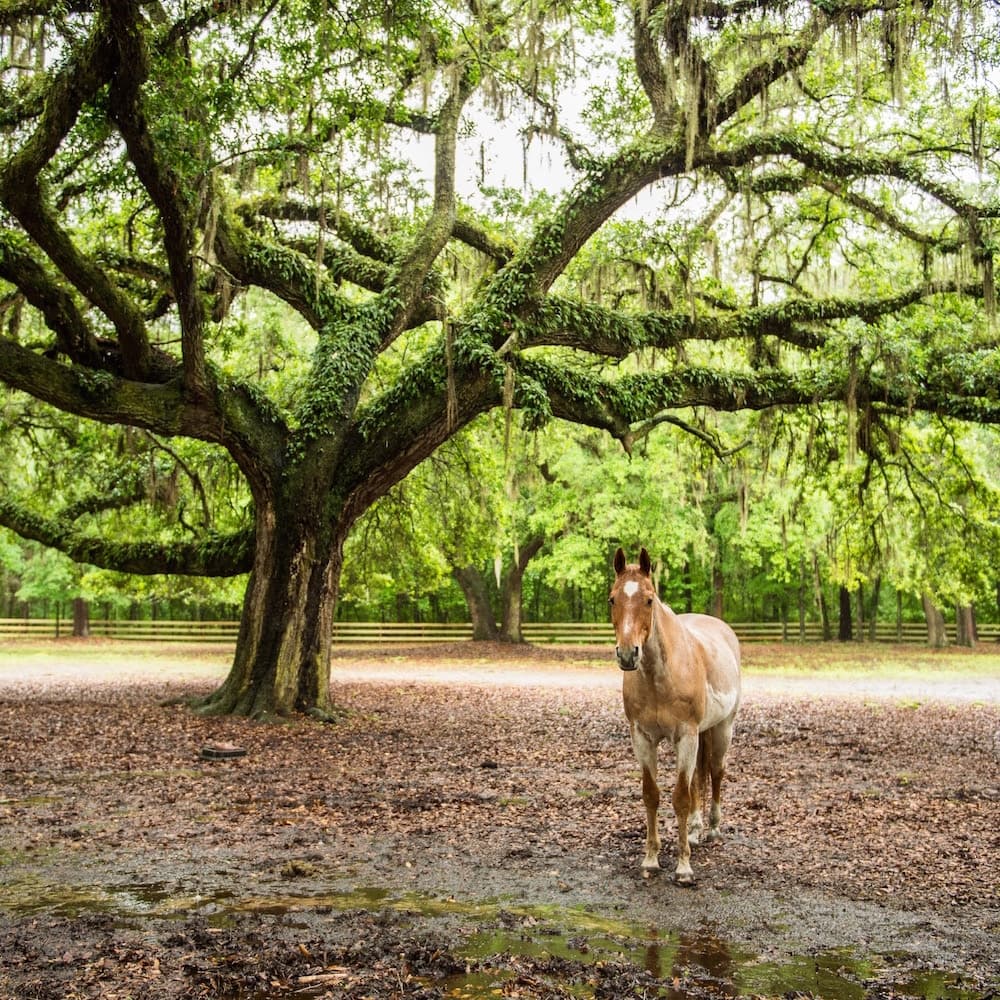 Middleton Place — 