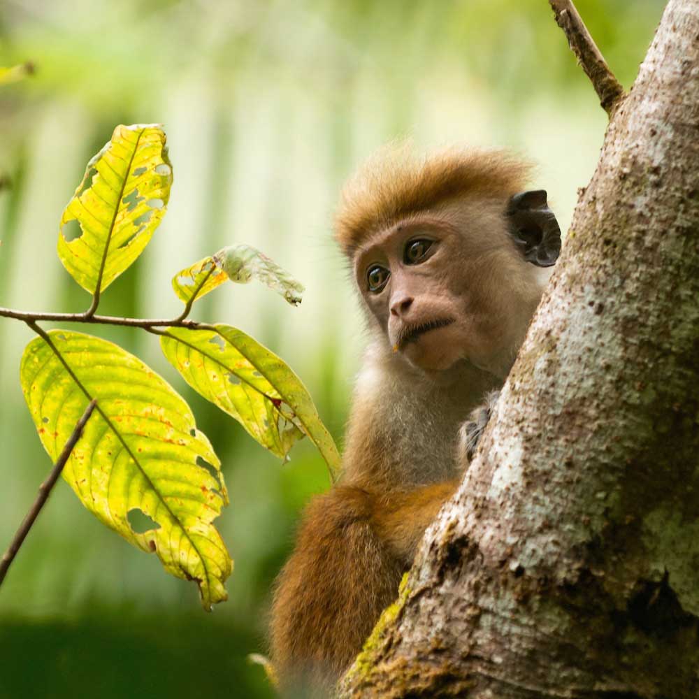 Sinharaja Forest Reserve — Sri Lanka, Asia