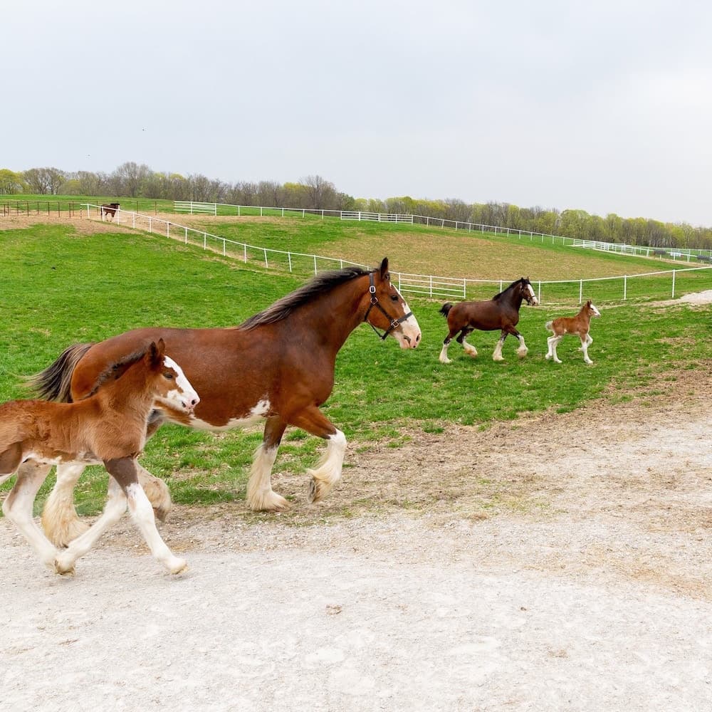 Warm Springs Ranch — Missouri, United States, North America