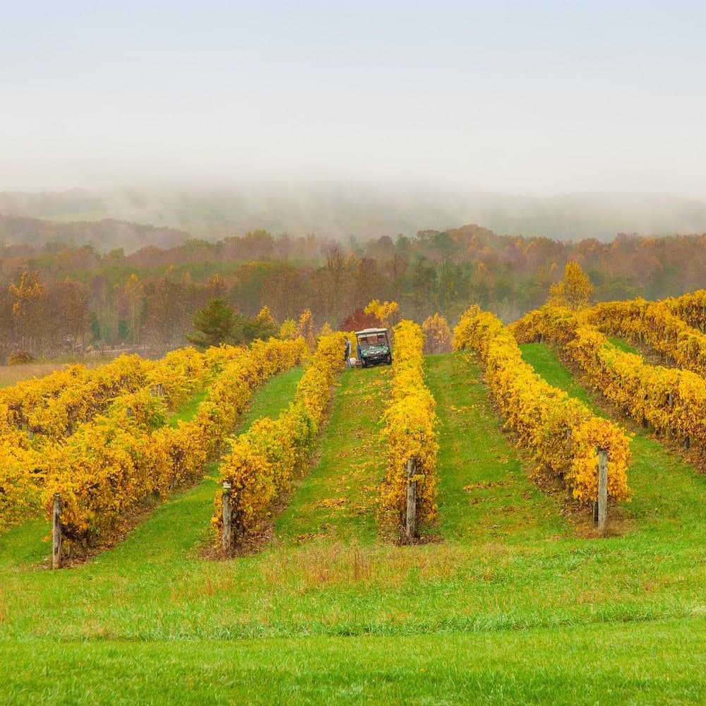 Chattooga Belle Farm — 