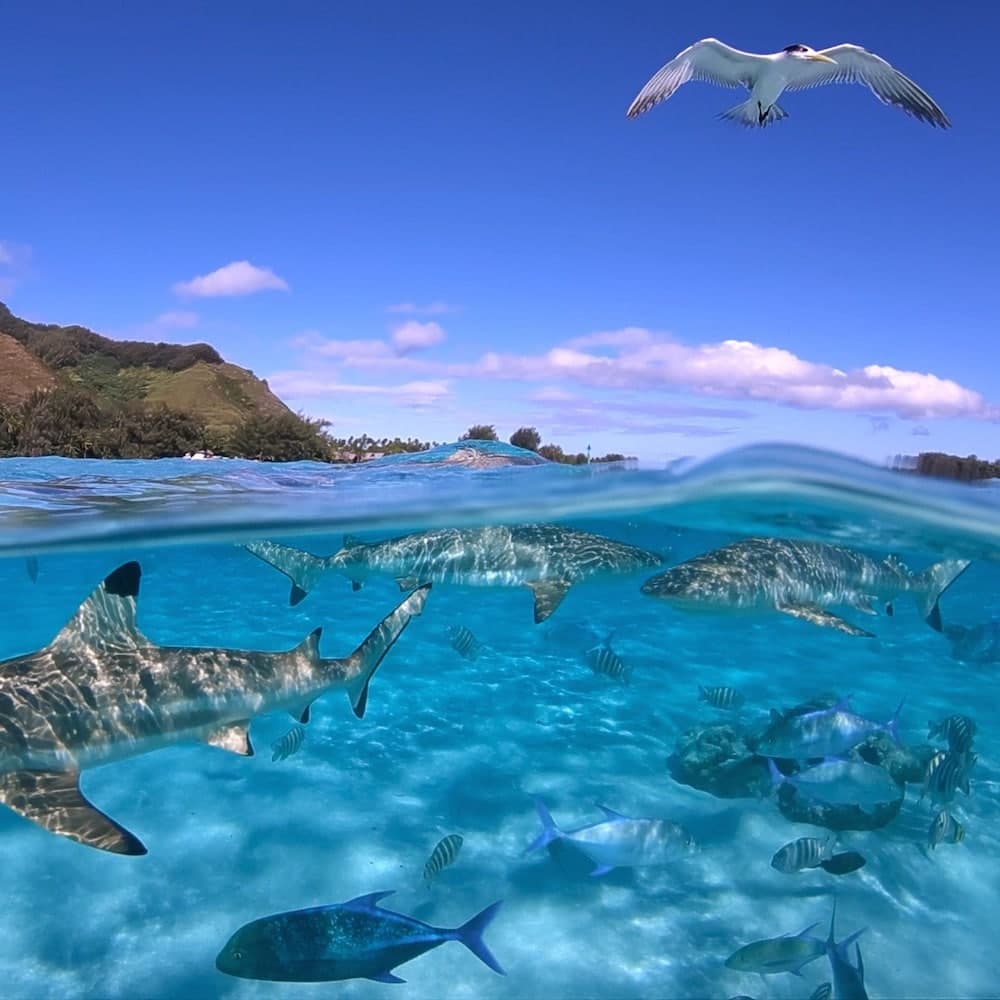 Tiputa Pass — French Polynesia, Oceania