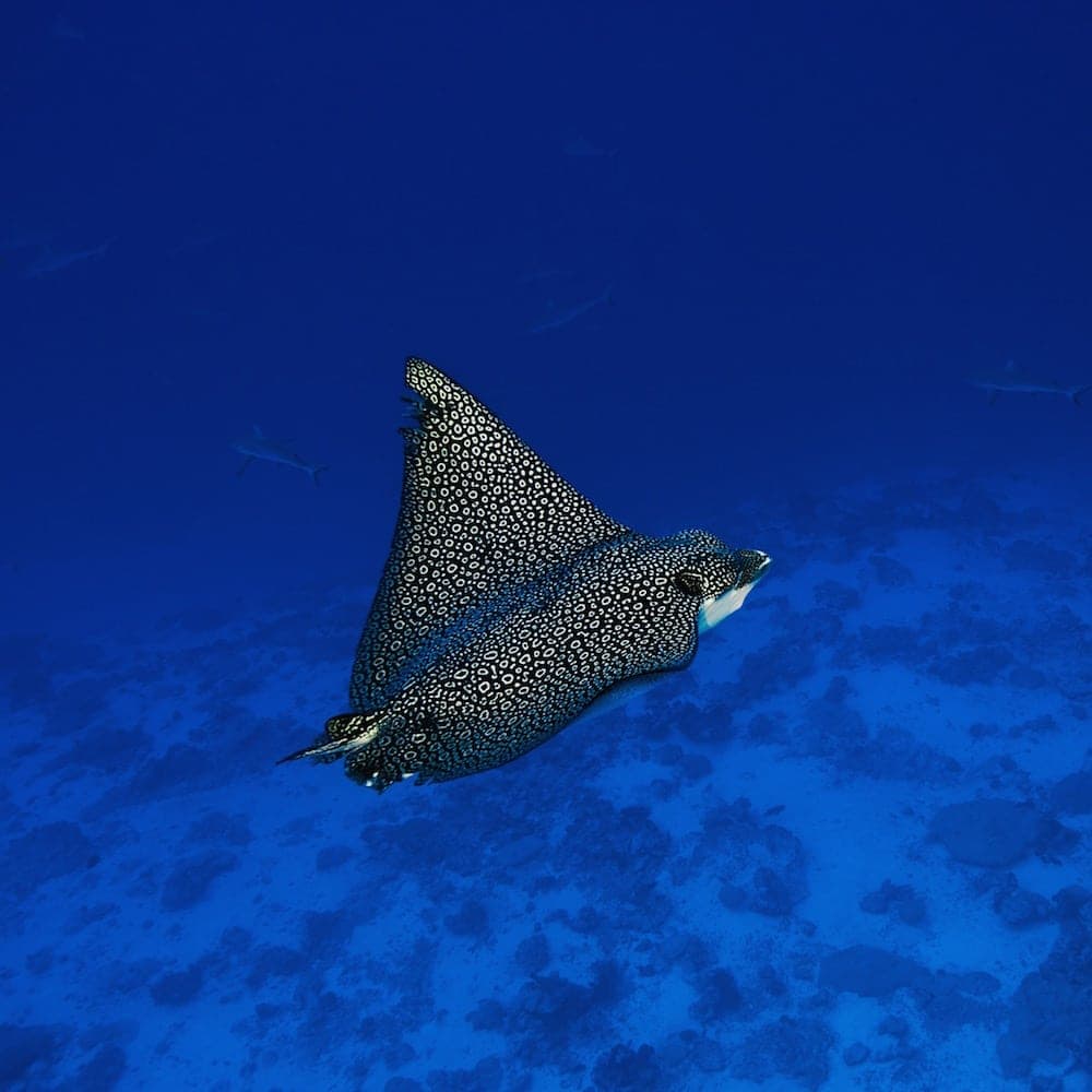 Tiputa Pass — 