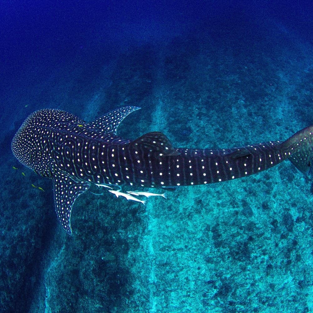 Ningaloo Reef — Coral Coast, Western Australia, Australia, Oceania