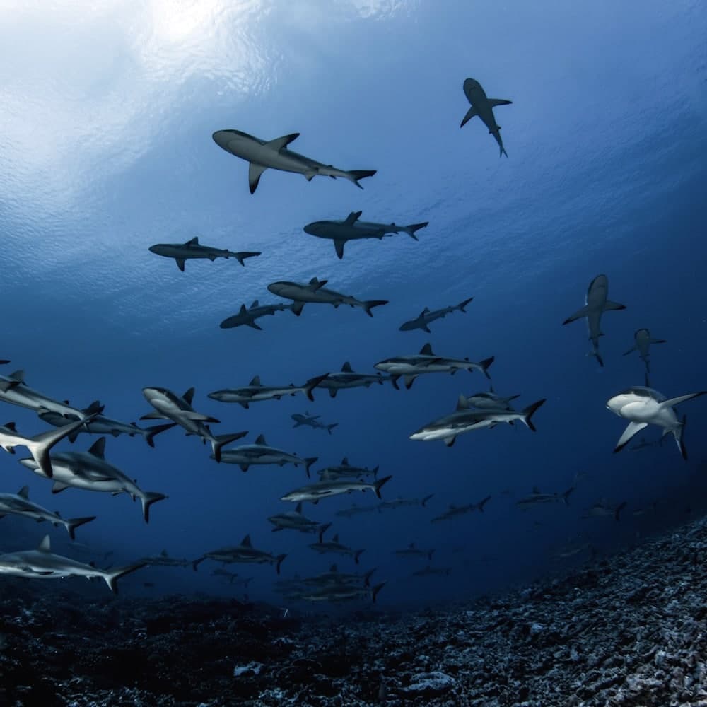 Fakarava — French Polynesia, Oceania