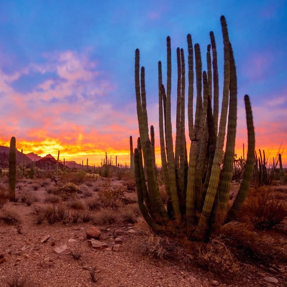 Organ Pipe Cactus National Monument — Southern Arizona, Arizona, United States, North America