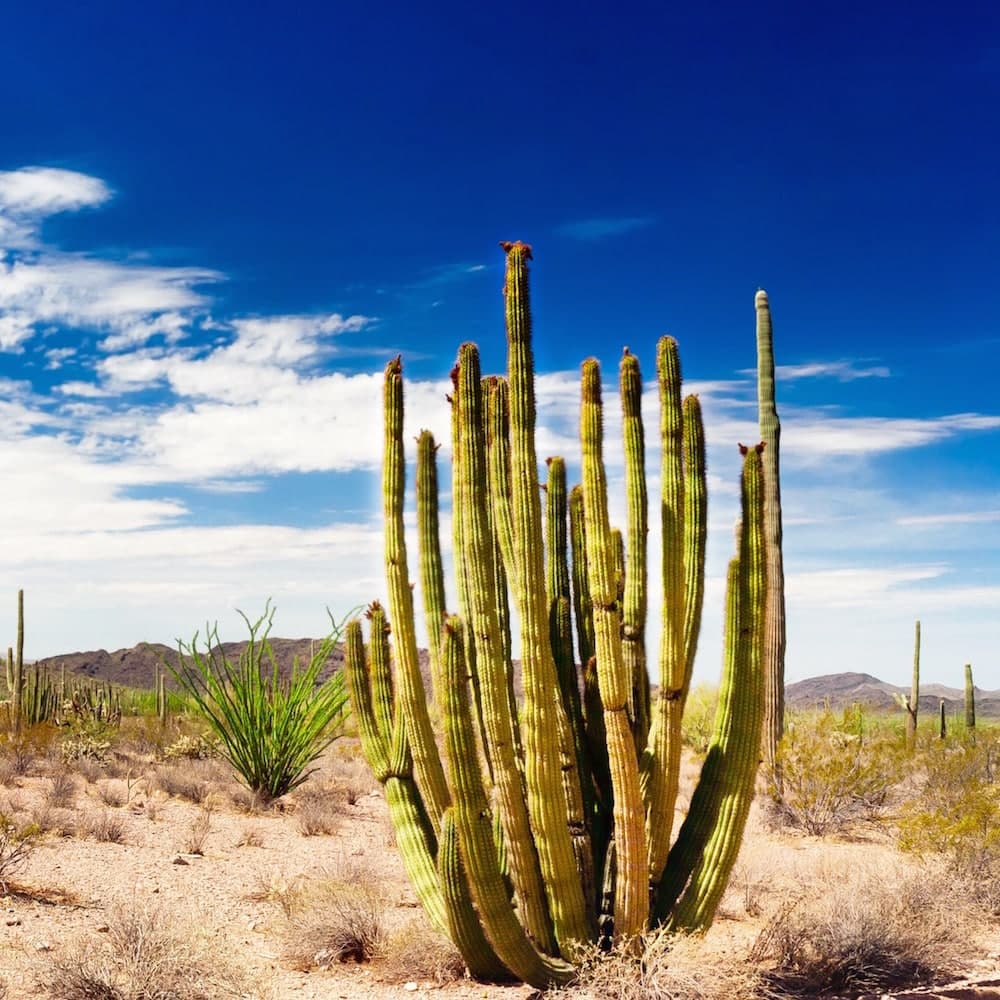 Organ Pipe Cactus National Monument — 