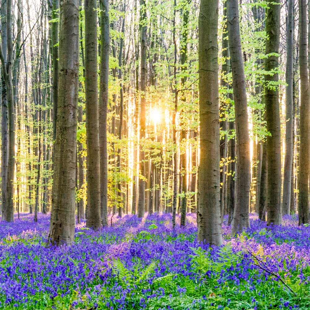 Hallerbos — Flanders, Belgium, Western Europe