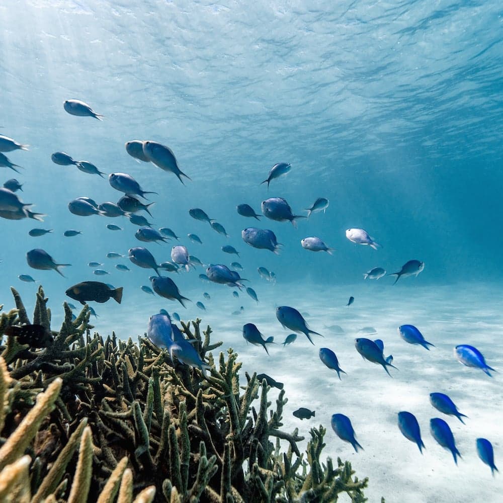 Ningaloo Reef — 