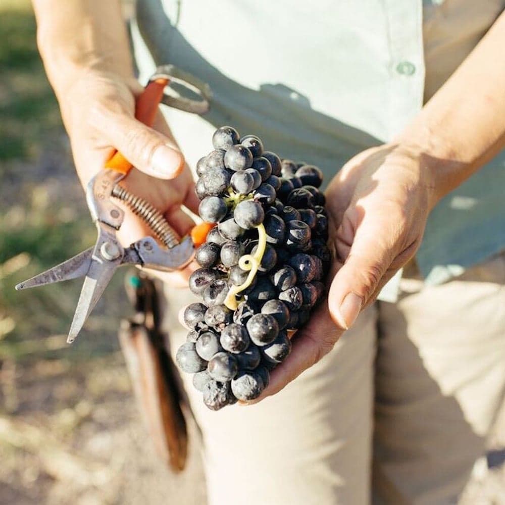 Page Springs Cellars — 