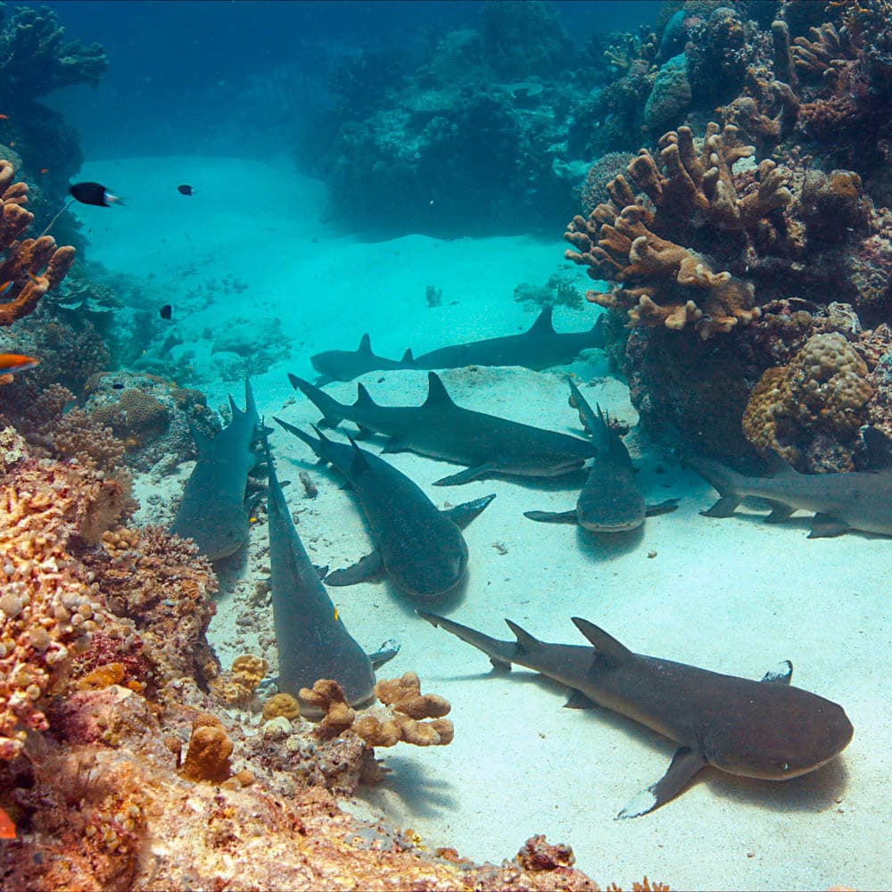 Tubbataha Reef — Philippines, Asia