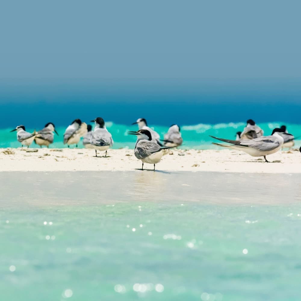 Tubbataha Reef — 