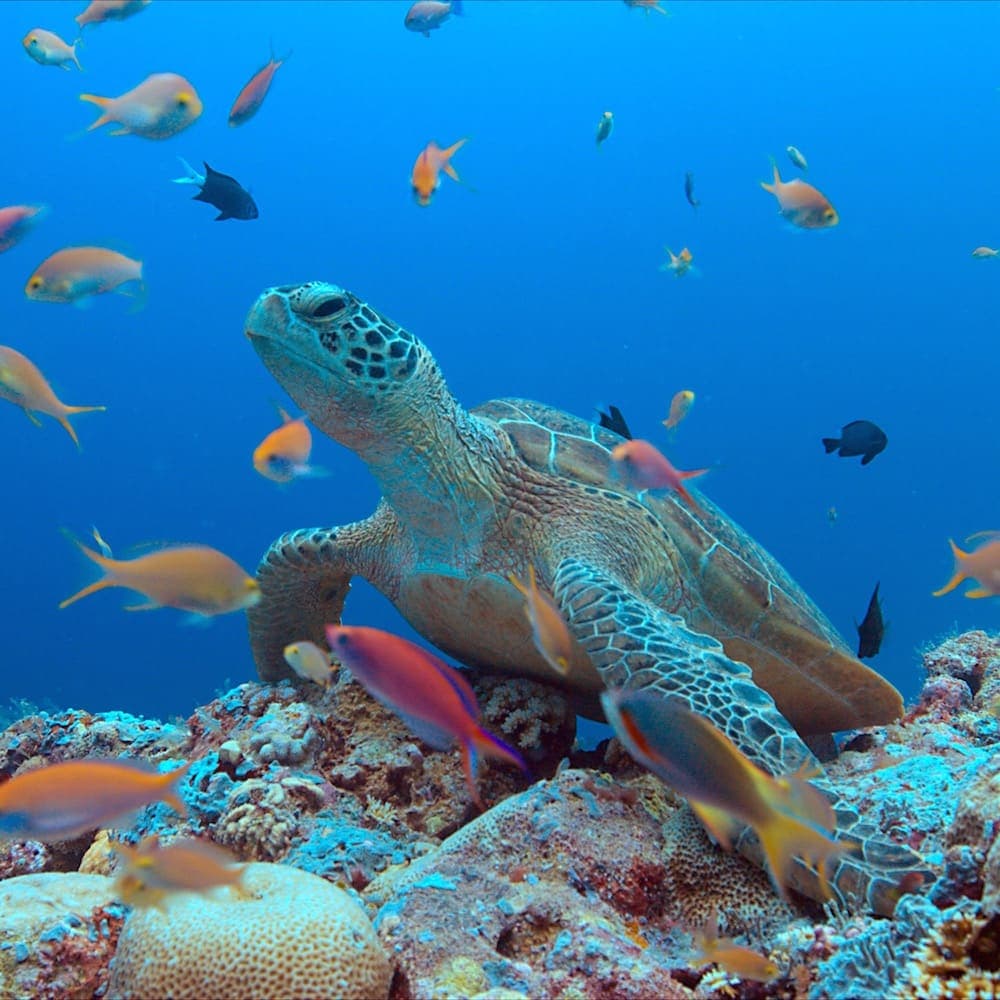 Tubbataha Reef — 
