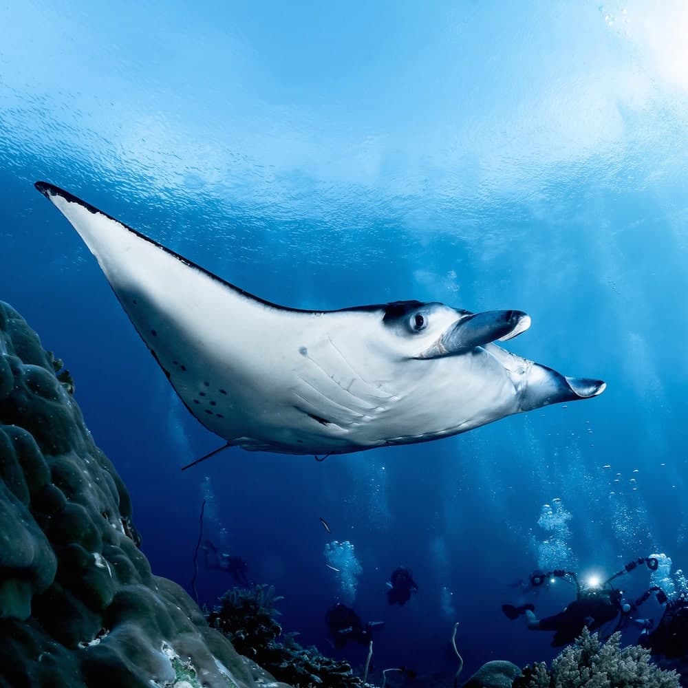 Tubbataha Reef — 