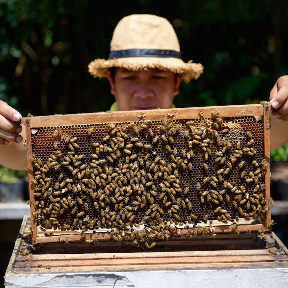 Bohol Bee Farm — Philippines, Asia