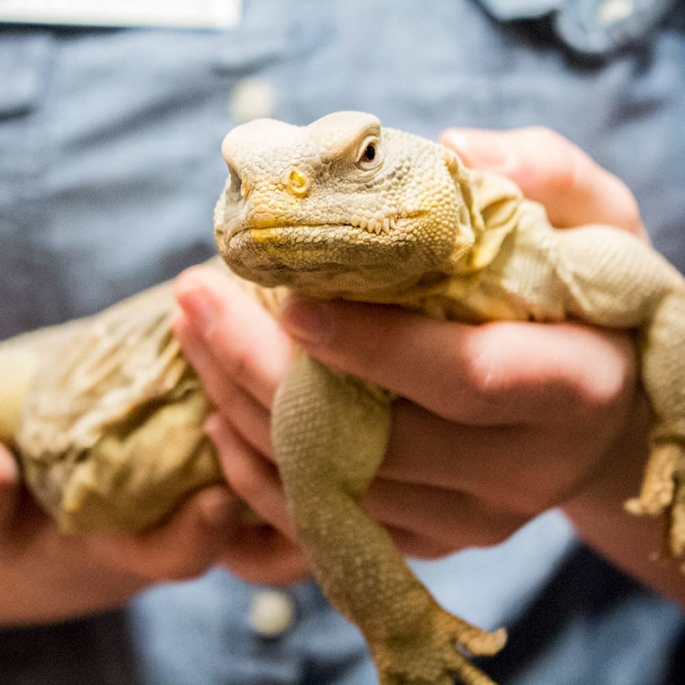 Fernbank Museum — 