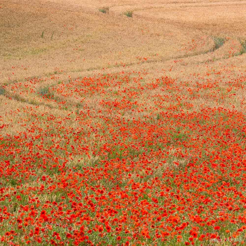 Flanders Fields — 