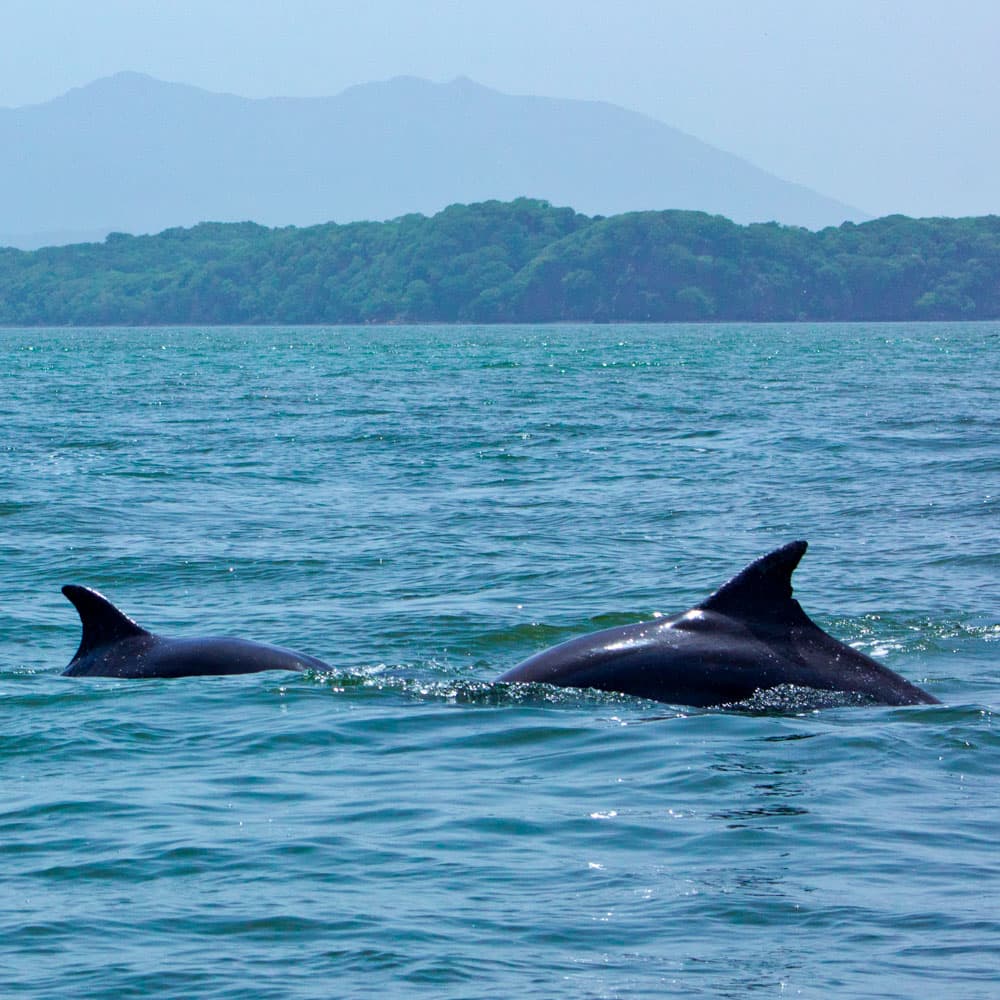 Golfo de Fonseca — 