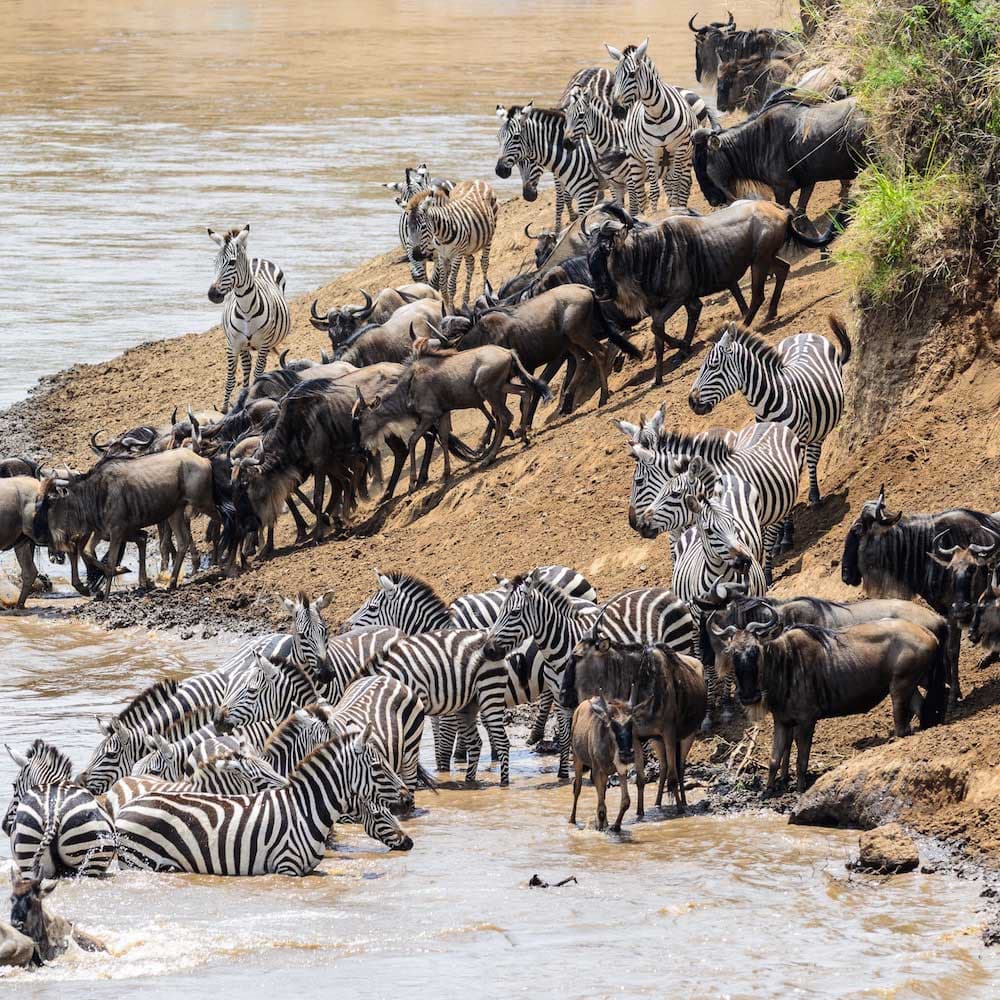 The Great Migration — Kenya, Africa