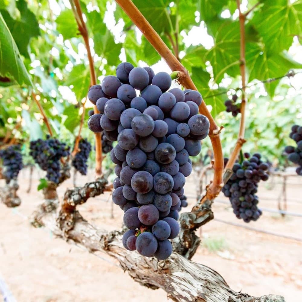 Merkin Vineyards — Arizona, United States, North America