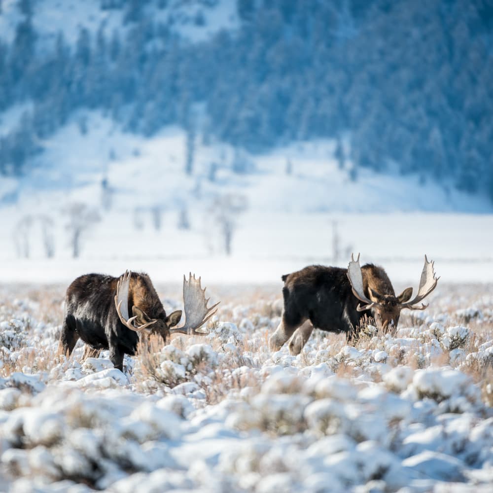 Grand Teton National Park, Wyoming