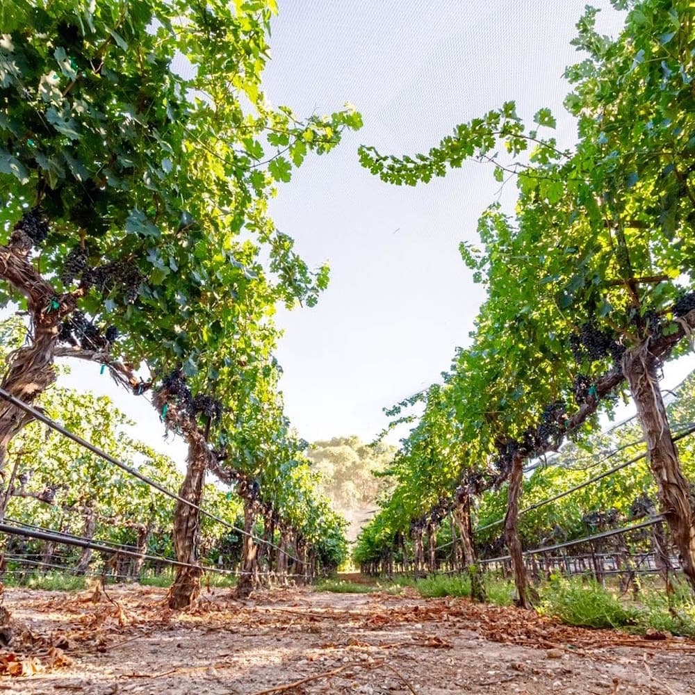 Merkin Vineyards — 