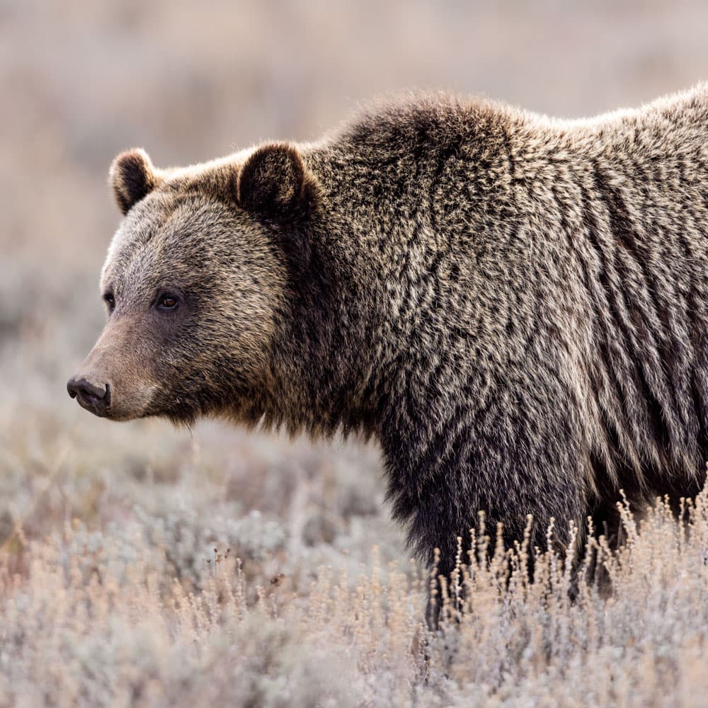 Grand Teton National Park, Wyoming — 