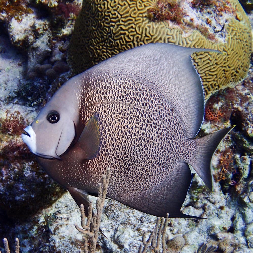 Half Moon Caye — Belize, Central America