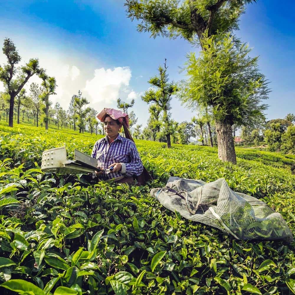Highfield Tea Estate — India, Asia