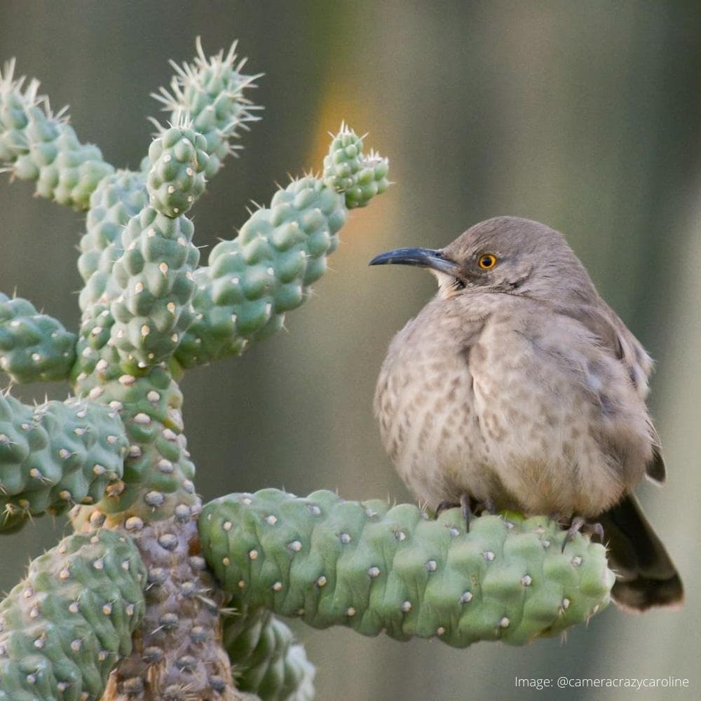Desert Botanical Garden — 