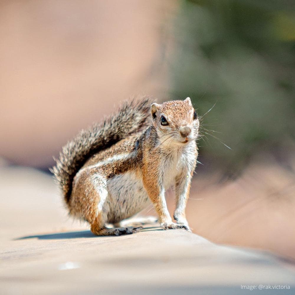 Desert Botanical Garden — 