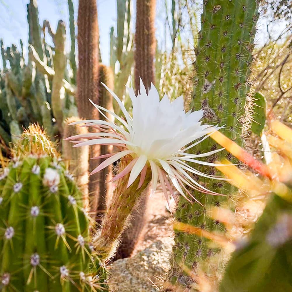 Desert Botanical Garden — 