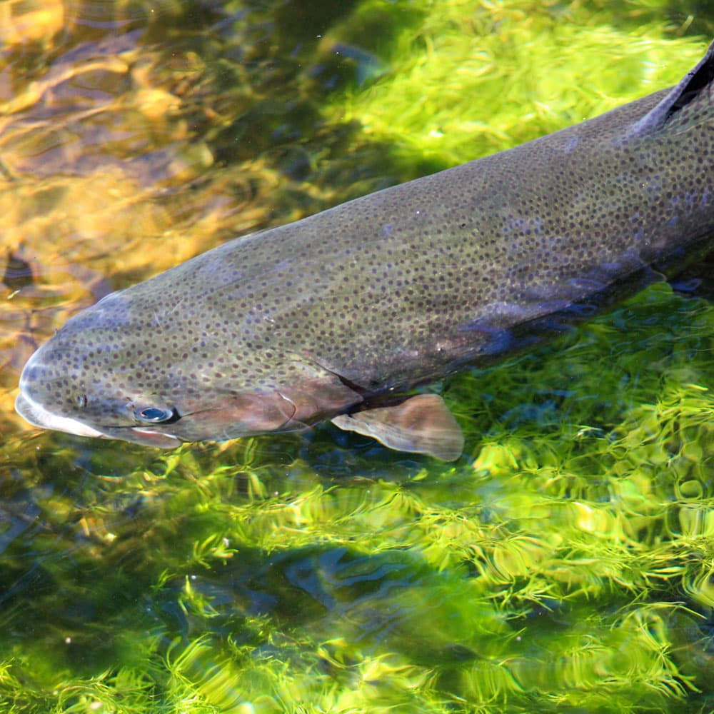 Connetquot River — 