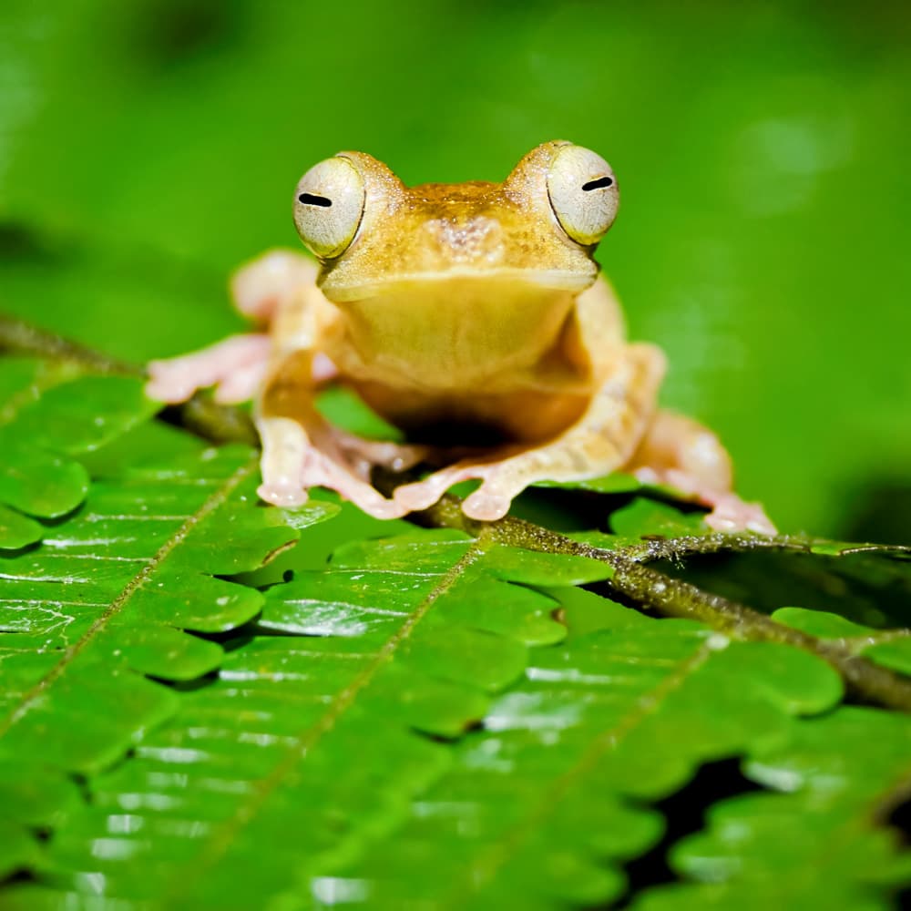 Kubah National Park — Sarawak, Malaysia, Asia